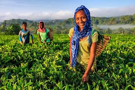 Tea Leaves